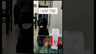 Cute and Funny Dogs Video