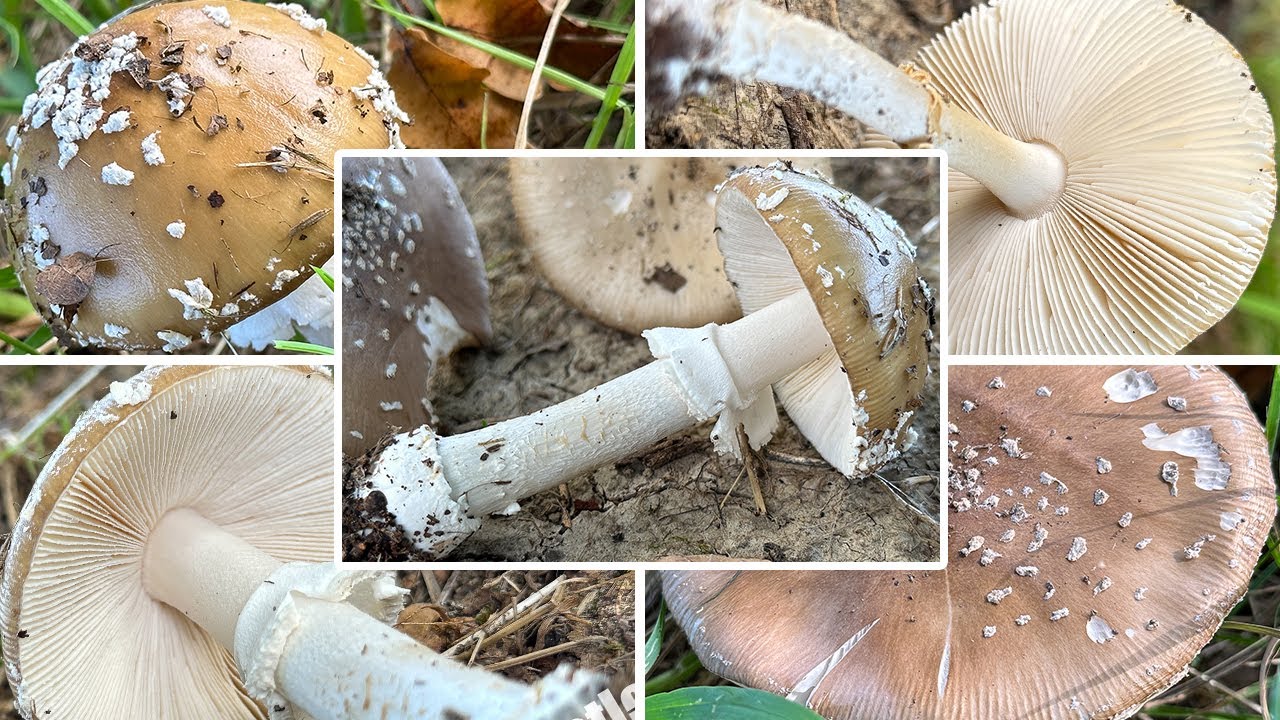 Pantherpilz Perlpilz | Pantherwulstling, Amanita pantherina im Portrait | Gefährlicher Giftpilz