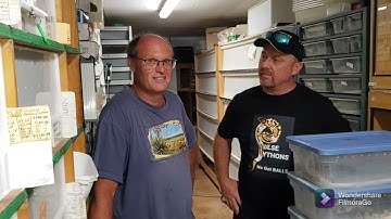 The FIRST SCALELESS BALL PYTHON produced in South Africa.