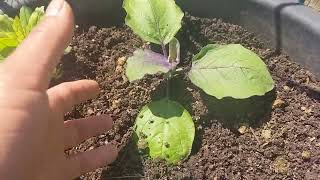 2024 April 5th -- Garden Update (New Longan & Avocado Trees) by Never Enough Dirt 218 views 1 month ago 6 minutes, 13 seconds