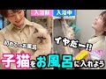 普段おっとりしてる子猫がお風呂で豹変！！！猫カフェ流お風呂の入れ方