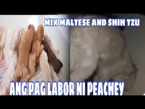 ANG PAG LABOR NI PEACHEY @gbf mix vlogs