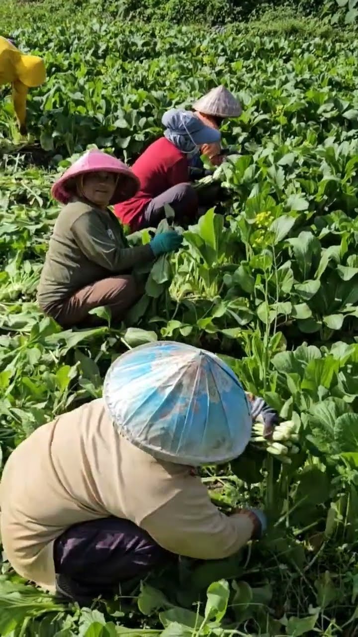 Kampun Talaga Tarogong Kaler Garut Panen