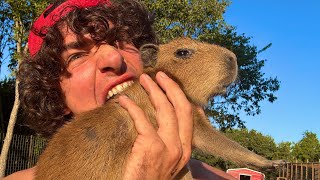 How to Catch and Cook Baby Capybara
