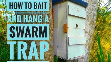 🌎 How to bait and hang a swarm trap /bait hive.