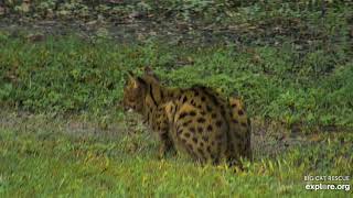 Beach stalker! Beacher the Savannah Cat at Big Cat Rescue.