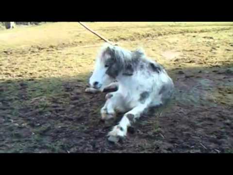 Video: Cushingov Sindrom Kod Konja