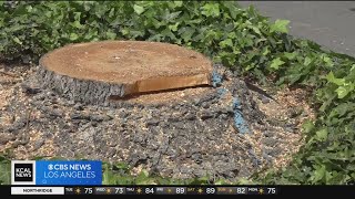 Neighbors outraged as Torrance plans to remove 60 trees to save sidewalks