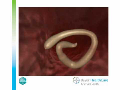 Video: Kenmerken Van De Structuur Van Menselijke Rondwormen