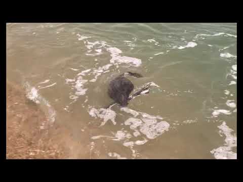 BIRD EATING BAIT FISH IN THE SURF! (Common Loon)