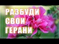 Как разбудить герани. Монофосфат калия для пеларгоний. Первая подкормка герани весной