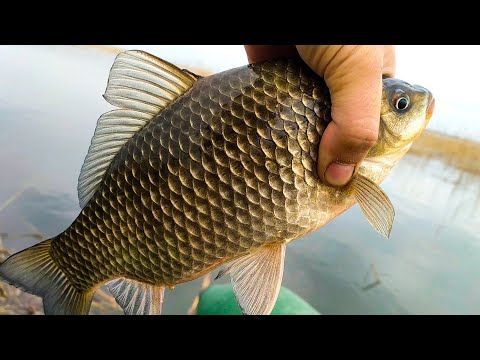 Видео: ЛОВЛЯ КАРАСЯ ВЕСНОЙ на ПОПЛАВОК – ВСЁ, что НУЖНО ЗНАТЬ!!