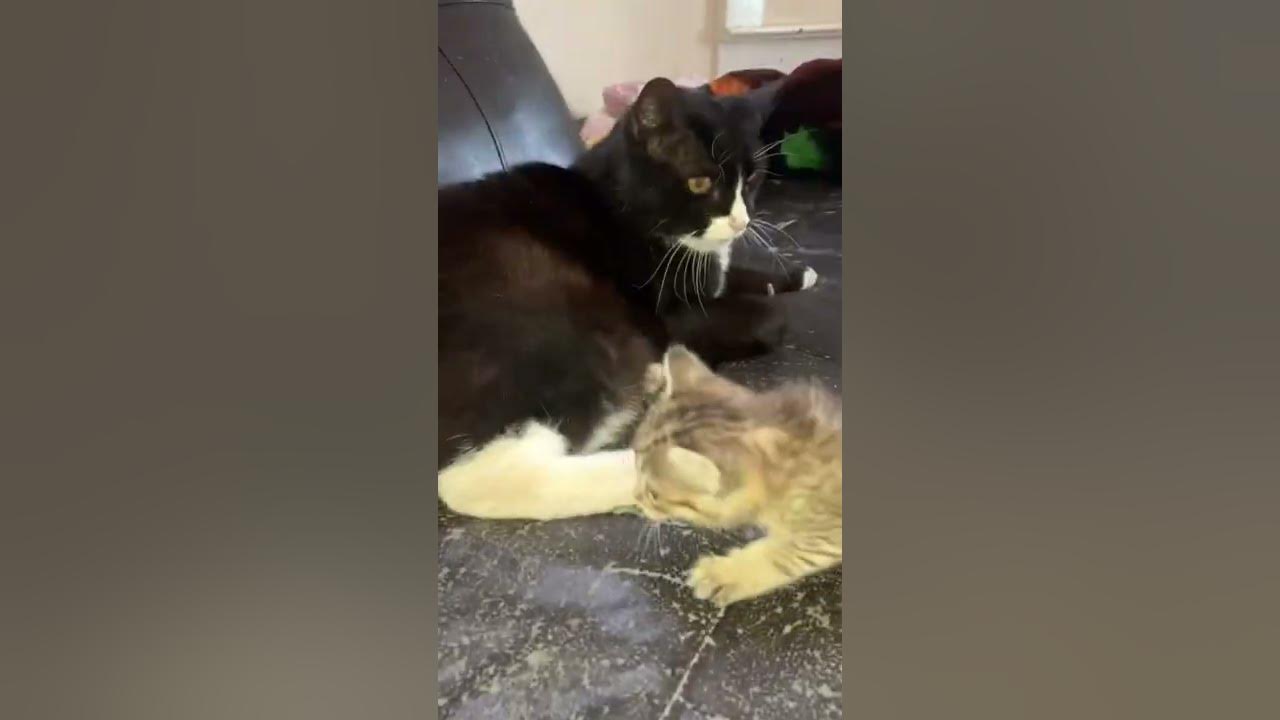 Grown cat kills kitten YouTube