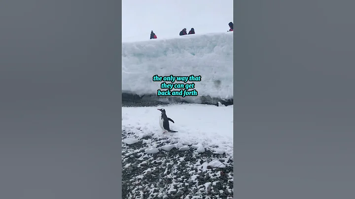 Antarctica Penguins #campchallenge #bucketlist #antarctica #travel #penguin #penguins #expedition