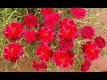 Comforter Garden Rose Croscill