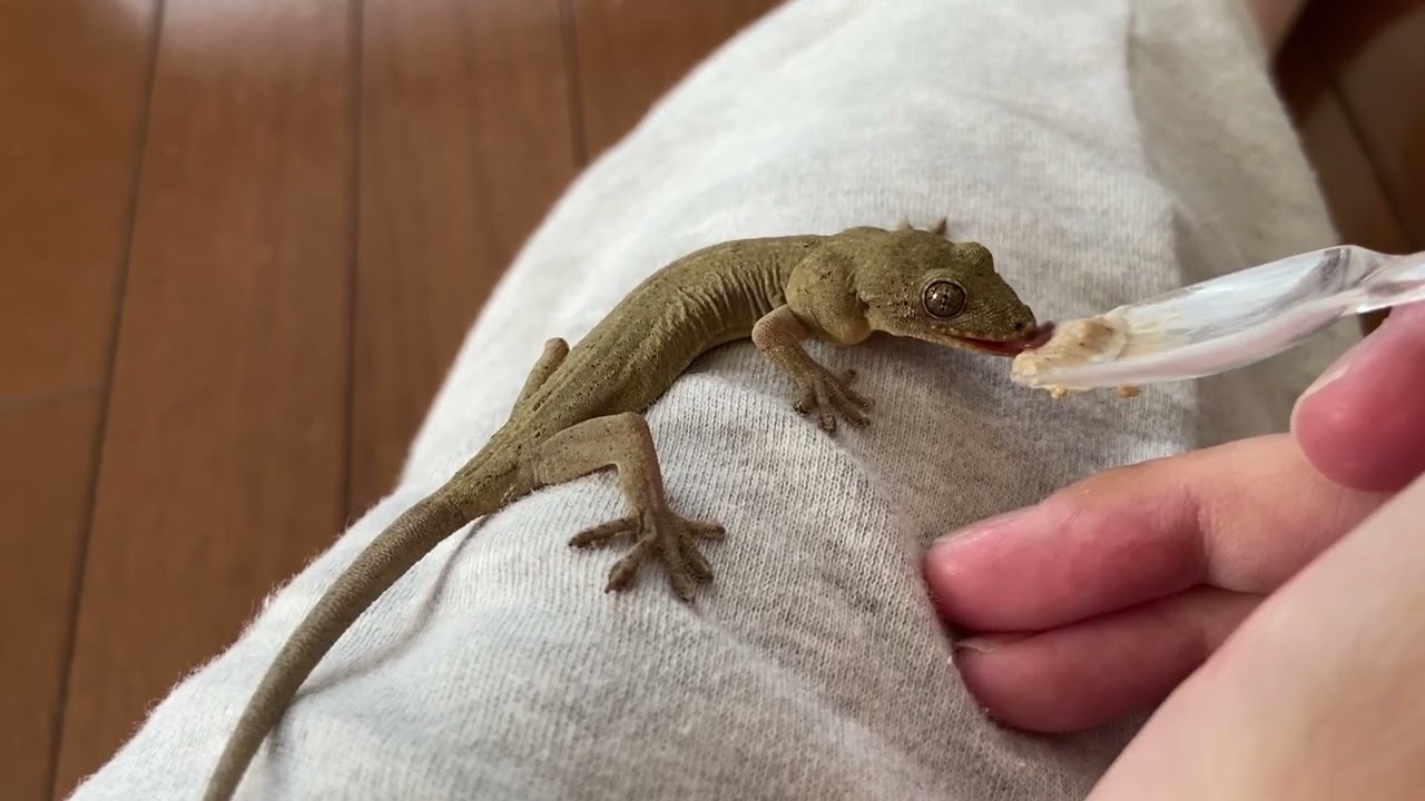 人工餌を食べるニホンヤモリ・1 - YouTube