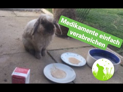 Medikamente stressfrei verabreichen beim Kaninchen