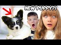 ARE WE GETTING A NEW PUPPY? + Aubrey Gets her Ears Pierced!!