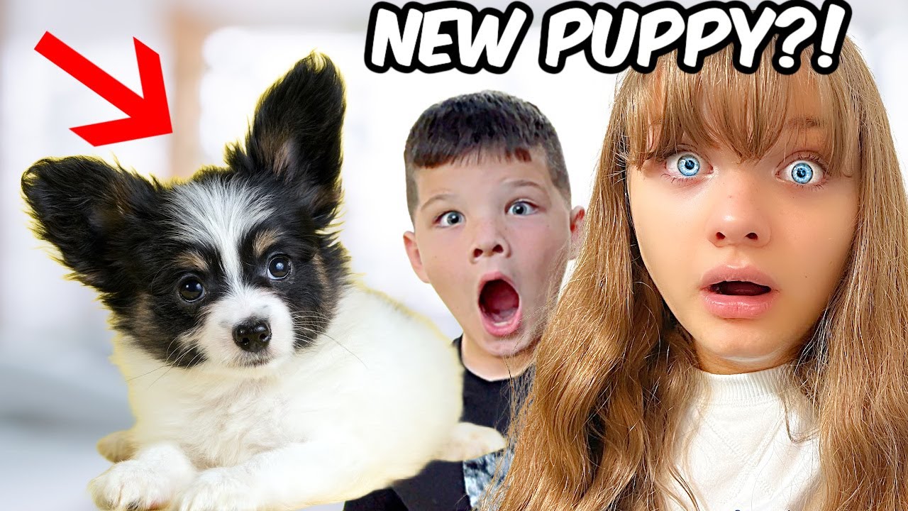 ARE WE GETTING A NEW PUPPY? + Aubrey Gets her Ears Pierced!!