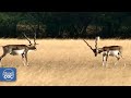 Un paraíso para la vida silvestre: así es el santuario indio de Little Rann  (DOCUMENTAL COMPLETO)