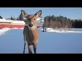 Winter Fun 101: Snowshoeing