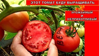 Урожайный Биф Томат для теплиц и открытого грунта!  Неприхотливый Томат сорта Вернер F1