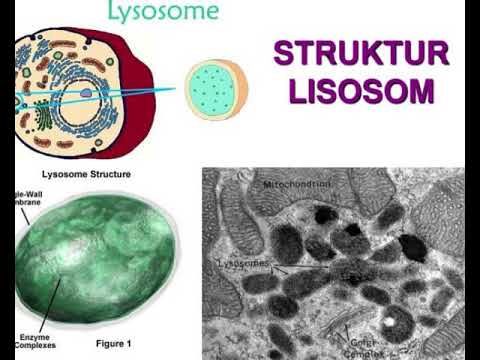 Video: Transporoma Anopheles Aquasalis Mendedahkan Tindak Balas Autofagik Kepada Pencerobohan Plasmodium Vivax Midgut