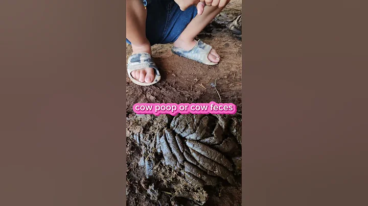 Cow poop #cowpoop #shorts