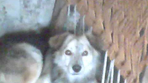 Molu..The Dog