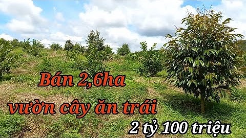 197) (ngưng bán) 2,6ha Vườn Cây Ăn Trái Nghỉ Dưỡng Đăk Nông giá 2,1 tỷ
