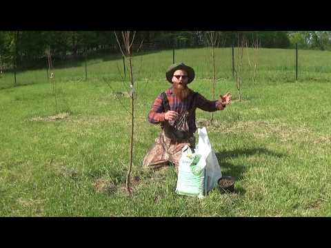 Video: Použití vápna pro kyselou půdu – jak a kdy přidat vápno