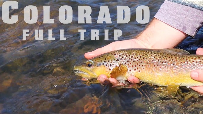 FLY FISHING COLORADO, ONE OF A KIND SOLO ADVENTURE