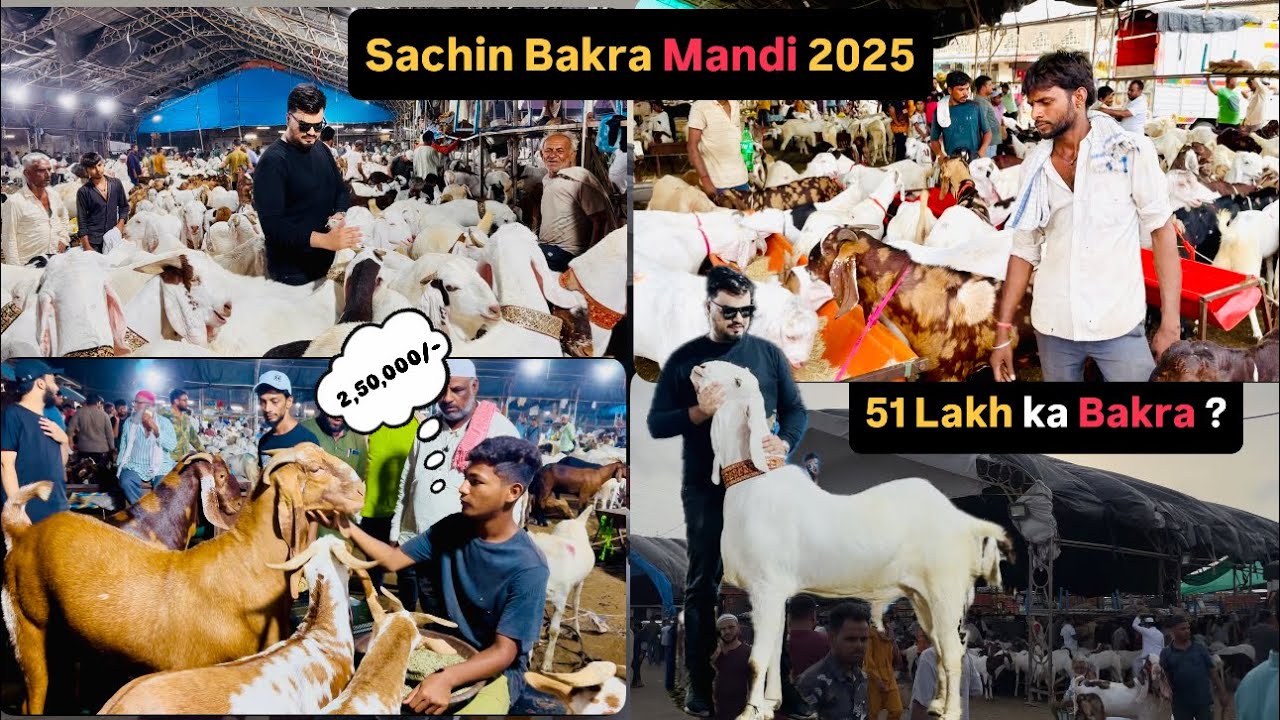 SACHIN BAKRA MANDI 2025 / SURAT BIGGEST MANDI /Adnan ak Vlogs 