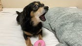 秋田犬げんき 自分でもビックリしたおならは尻尾で拡散 Akita Dog Fart Youtube