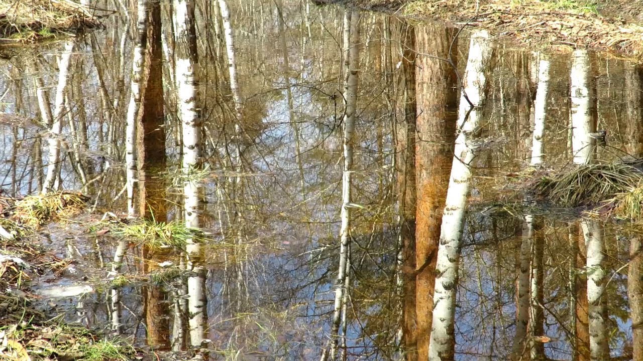 Березка зеркала. Отражение берез в воде весной. Отражение березы в воде. Отражение деревьев в воде береза. Березы у воды.