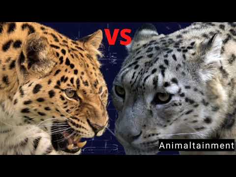 Amur Leopard vs Snow Leopard