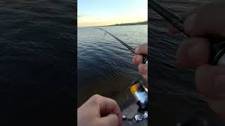 #phonk #phonkmusic #fishing #streetfishing #perch #varivas #japan #japanfishing