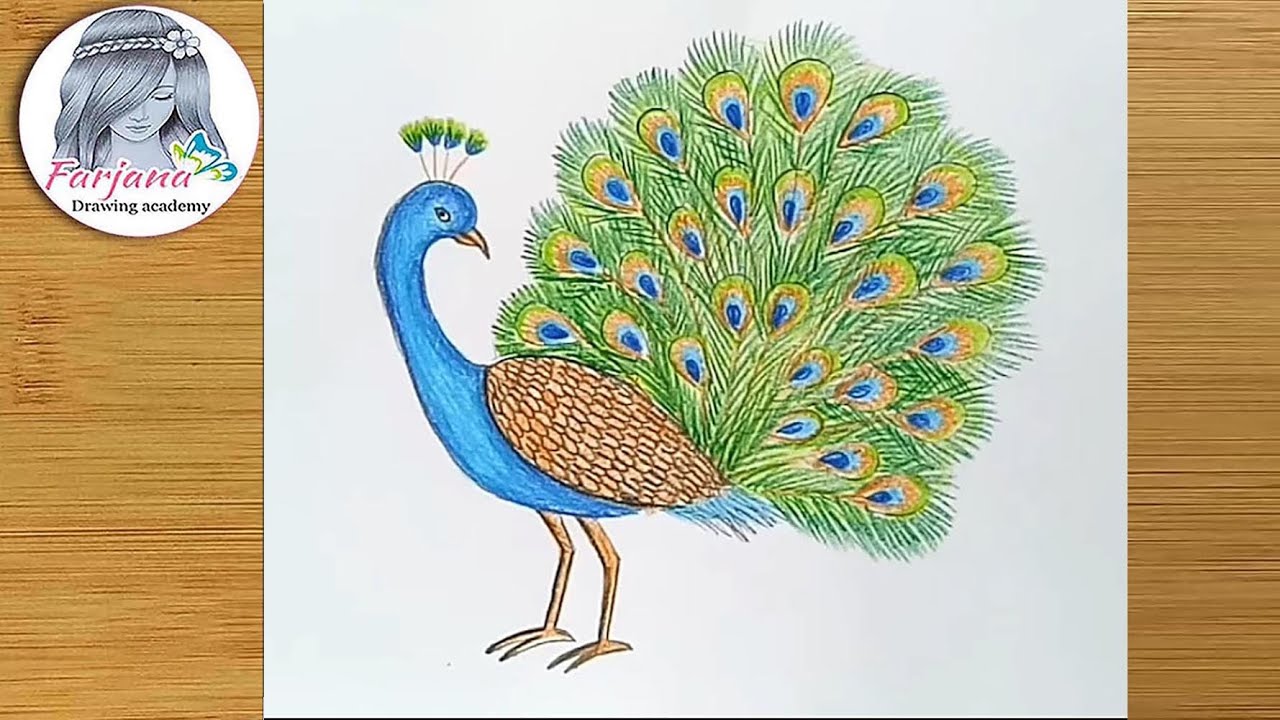 peacock drawings