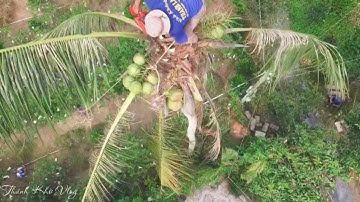 Quá nguy hiểm khi Vua Khỉ Miền Tây cưa cây dừa trên cao phía dưới có nhiều chướng ngại vật