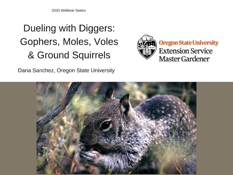 Dueling with Diggers: Gophers, Moles, Voles and Ground Squirrels