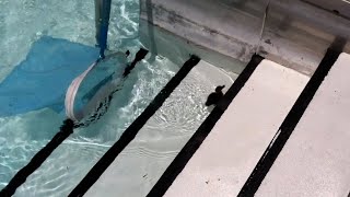 Une famille trouve des bébés canards piégés dans une piscine et les aide à retrouver leur maman