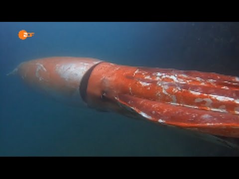 Riesenkalmar In Japan Giant Squid In Japan Youtube