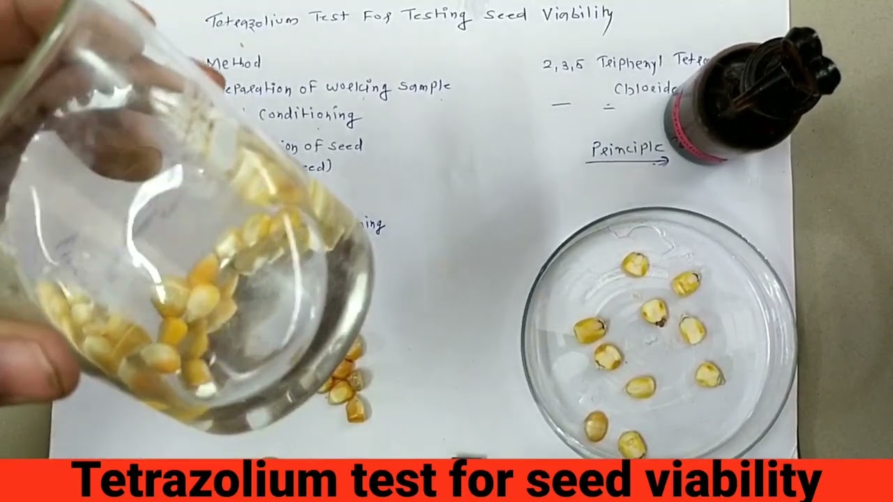 कैसे जाने की बीज जीवित है या नही।Tetrazolium Test For Testing Seed viability (जीवन क्षमता परीक्षण)