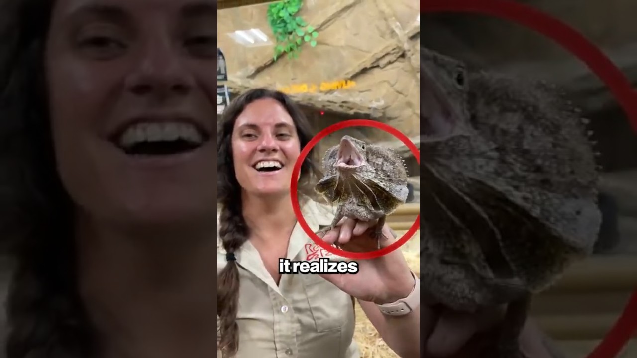 Don’t Run From This Lizard — Here’s Why!
