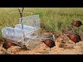 Awesome Super Bird Trap Using Big Cola Plastic Bottle - How to make super easy bird trap work 100%1