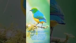 ✨💙✨‼️The Blue-naped Chlorophonia; A Glimpse of Paradise | An Elusive Flying jewel of America‼️✨💎✨