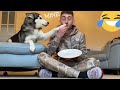 Pranking My Huskies By Eating Invisible Food Challenge! [PUPPY GOES WILD!!] [WITH CAPTIONS]