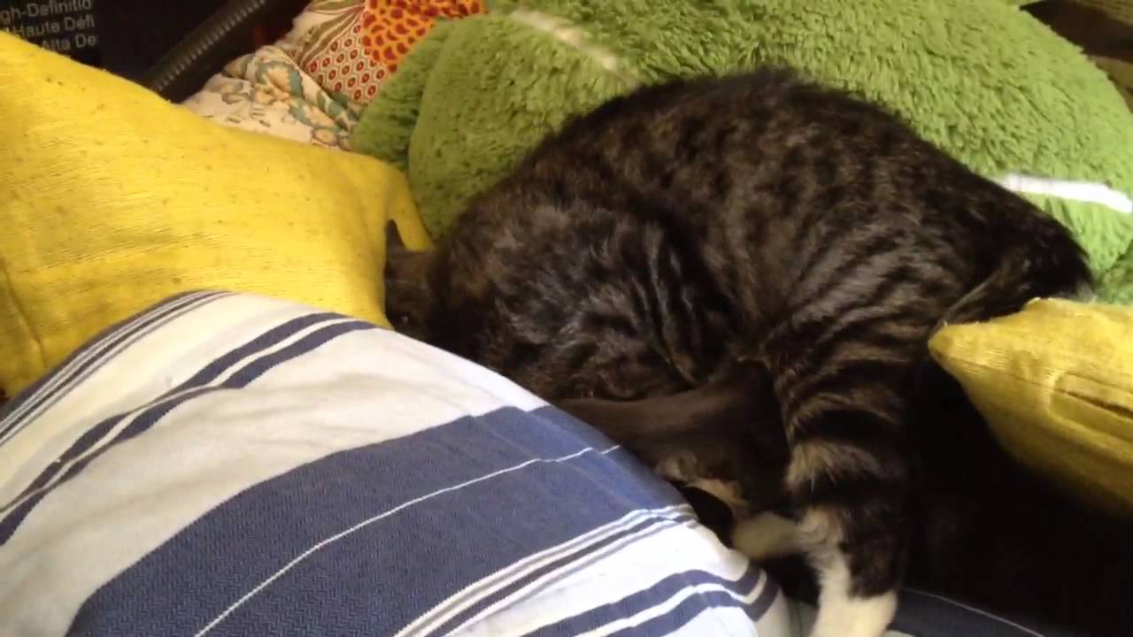 Kitten smother attack! YouTube