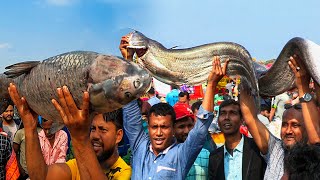 মাছে মাছে সয়লাব গাজীপুরের বিনিরাইল জামাই মেলা || @PanoramaDocumentary