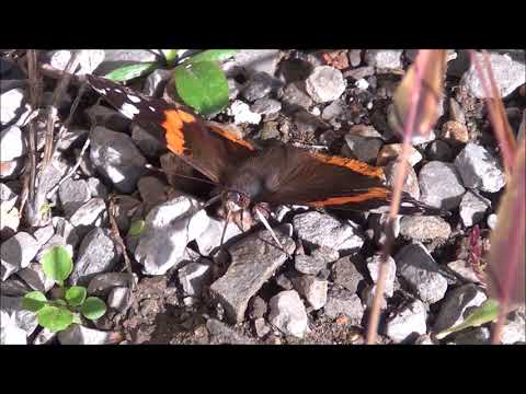 Butterfly Red Admiral